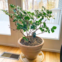 Live Arabian Jasmin Plant With Planter (Livingroom)