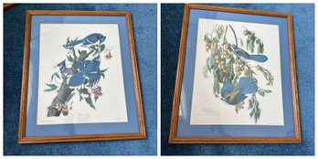 Pair Of Framed Bird Art Pieces, Originally Drawn & Published By John Audobon (BR2)