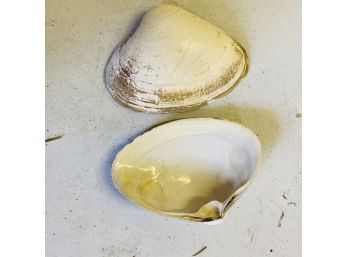 Two Decorative Clam Shells (Zone 1)