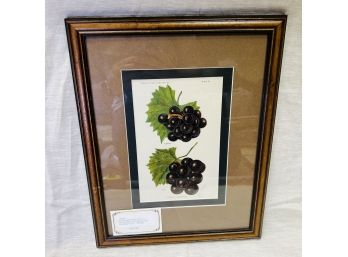 Framed Lithograph Print From The Dept. Of Agriculture 1913 Grapes (Basement Room)