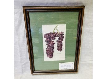 Framed Lithograph Print From The Dept. Of Agriculture 1911 Grapes (Basement Room)