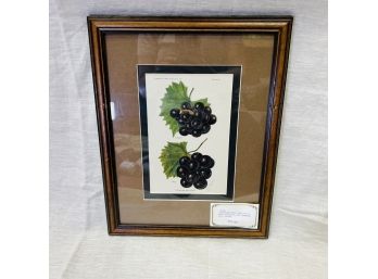 Framed Lithograph Print From The Dept. Of Agriculture 1913 Grapes (Basement Room)