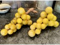 Two Large Vintage Composition Grapes Clusters 