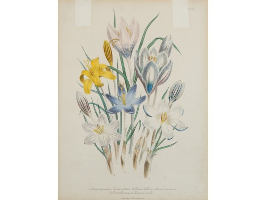 A Colored Botanical Engraving, Published By Day And Haghe Erith To The Queen, Late 19th-Early 20th C