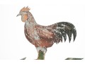 Antique Rooster Weathervane