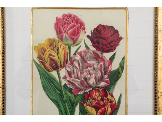 Set Of Six Finely Framed Botanical Prints, #B6