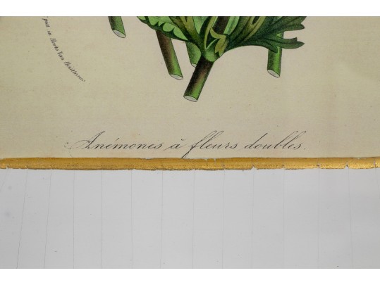 Set Of Six Finely Framed Botanical Prints, #B6