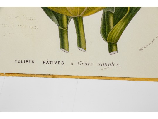 Set Of Six Finely Framed Botanical Prints, #B6