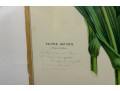 Set Of Six Finely Framed Botanical Prints, #B6