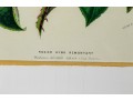 Set Of Six Finely Framed Botanical Prints, #B6