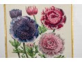 Set Of Six Finely Framed Botanical Prints, #B6