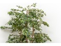 Tall Faux Potted Ficus Tree