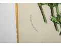 Set Of Six Finely Framed Botanical Prints, #B6