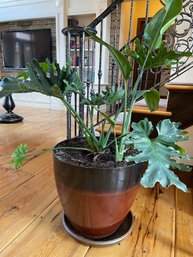 PHILODENDRON SELLOUM PLANT IN A LARGE MULTI-SHADE BROWN PLANTER POT