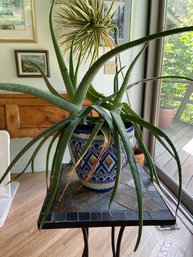 LIVE ALOE PLANT IN BEAUTIFUL CERAMIC PLANTER