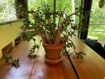 LIVE JADE PLANT