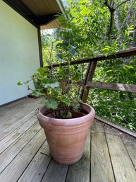 LIVE SCARLET GERANIUM POTTED PLANT