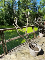 BARE POTTED LIVE TREE WITH VISIBLE BLOOMING FLOWER