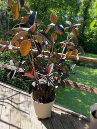 LIVE POTTED BURGUNDY FICUS