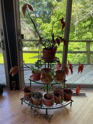 ASSORTED COLLECTION OF LIVE POTTED PLANTS