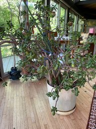 LIVE JADE PLANT