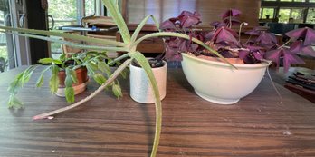 ASSORTED COLLECTION OF LIVE PLANTS