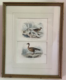 FRAMED MALLARD DUCK AND BABIES, AND WILD GOOSE  ART PRINT