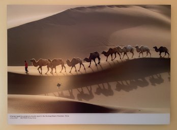 FRAMED PHOTO PRINT OF A FARMER LEADING CAMELS AT A TOURIST RESORT IN CHINA