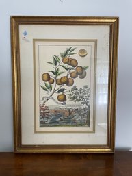 Volkamer Citrus Engravings