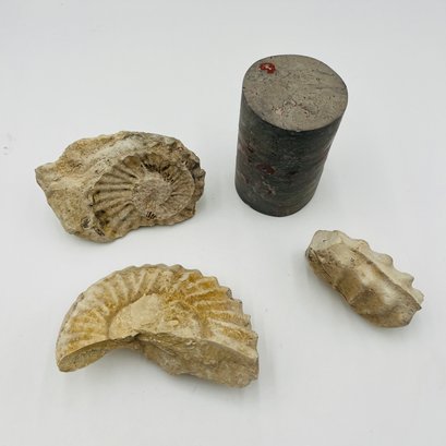 Three Ammonite Fossil Pieces, Cement Cylinder Sculpture