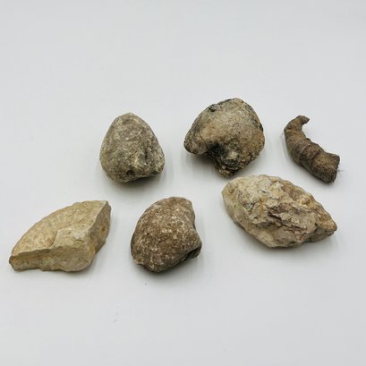 Six Small Assorted Fossils (possible Ammonite Or Clam Shell Pieces)