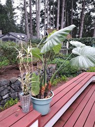 Three Plants: Alocasia, Bamboo And Aloe.