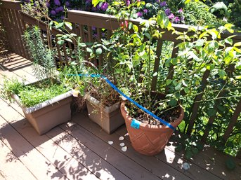 Two Large Pots With Roses, Two Large Pots With Greenery.