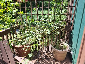 Two Large Pots With Rose Plants.