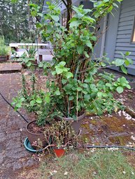 Various Outdoor Potted Plants