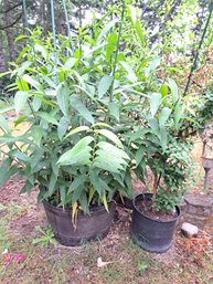 Two Large Outdoor Potted Plants