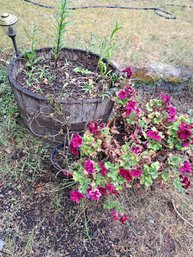 Outdoor Potted Plants