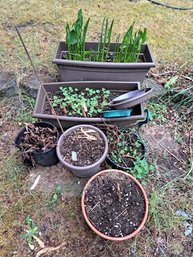 Various Outdoor Potted Plants