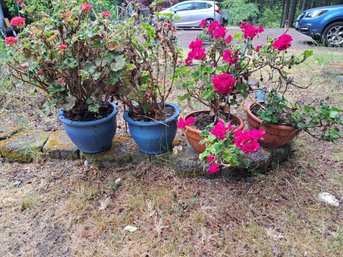 Various Outdoor Potted Plants