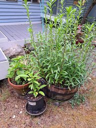 Various Outdoor Potted Plants