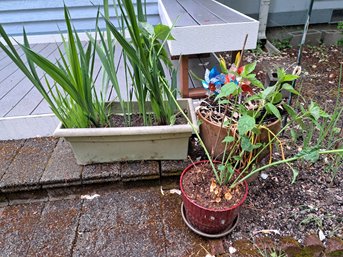 Various Outdoor Potted Plants