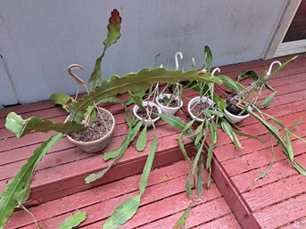 Various Outdoor Hanging Potted Cactus