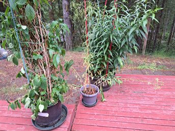 Large Outdoor Potted Plants