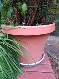 Large And Small Outdoor Potted Plants