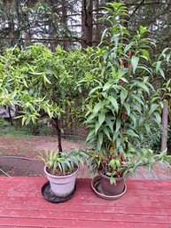 Two Large Outdoor Potted Plants