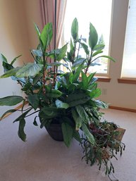 Rm. 9. Large And Small Indoor Plants.