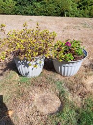 Rm.00. Two Large Plastic Outdoor Pots With Plants