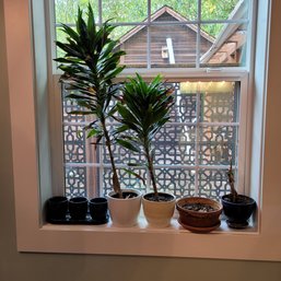R3 Plants And Pot On Windowsill