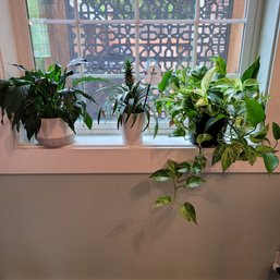 R3 Plants On Windowsill Including Peace Lily, Pineapple, And