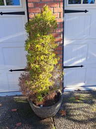 R0 Large Cement Outdoor Pot With Outdoor Shrub
